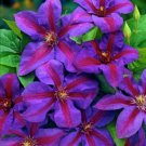 Plant Mrs. N. Thompson Clematis Vine Purple Scarlet Blooms 2.5" Pot Fresh Garden