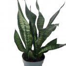 Snake Plant Mother-in-Law's Tongue-Sanseveria-6" Pot Live Houseplant Indoor Fresh Garden