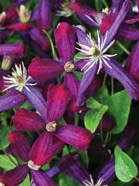 Fragrant Live Plant Sweet Summer Love Clematis Long Blooming 4" Pot Fresh Garden
