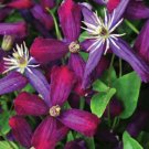 Fragrant Live Plant Sweet Summer Love Clematis Long Blooming 4" Pot Fresh Garden