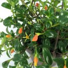 Goldfish Plant Hanging Basket 6" Pot Blooms Frequently Flower Fresh Garden
