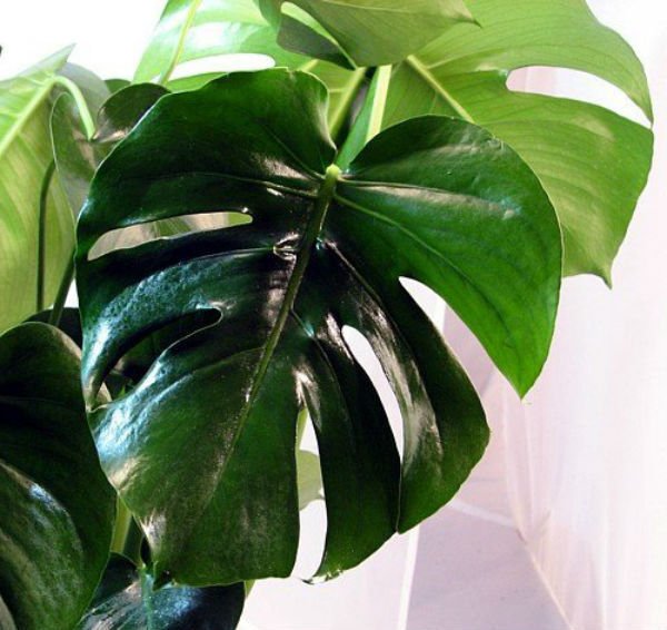 Pineapple Split Leaf Philodendron 6" Pot Monstera Edible Fruit Fresh Garden