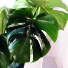 Pineapple Split Leaf Philodendron 6" Pot Monstera Edible Fruit Fresh Garden