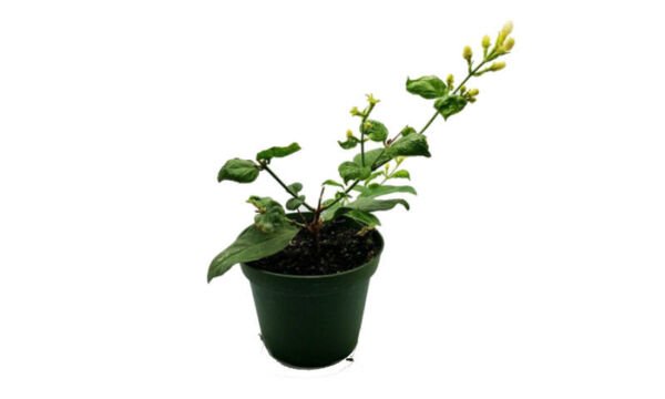 Arabian Tea Jasmine Live Plant Maid of Orleans 6" Pot Indoor Sampaguita Fresh Garden