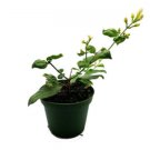 Arabian Tea Jasmine Live Plant Maid of Orleans 6" Pot Indoor Sampaguita Fresh Garden