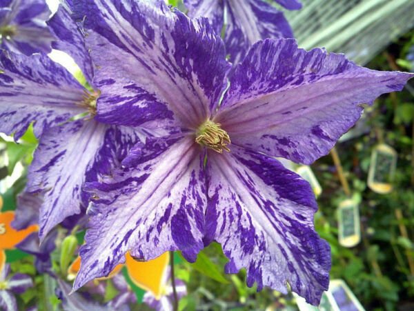 Plant Tie Dye Clematis Large 6" Flowers Dark Purple/Silver Streaks 2.5" Pot Fresh Garden