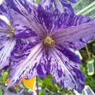 Plant Tie Dye Clematis Large 6" Flowers Dark Purple/Silver Streaks 2.5" Pot Fresh Garden