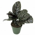 Calathea Ornata Pin Stripe Prayer Live Plant Easy Houseplant 4" Pot Fresh Garden