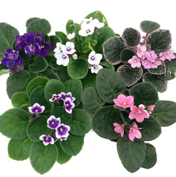 Novelty African Violet Live Fower Plant 4" Clay Pot Better Growth Blooming Plant Fresh Garden