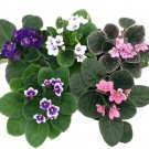 Novelty African Violet Live Fower Plant 4" Clay Pot Better Growth Blooming Plant Fresh Garden
