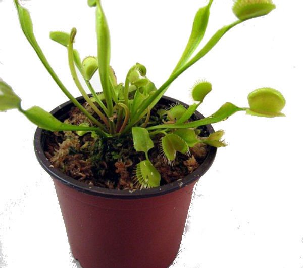 Carnivorous Plant Venus Flytrap Dionaea 3" Pot Live Plant Best Fresh Garden