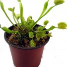 Carnivorous Plant Venus Flytrap Dionaea 3" Pot Live Plant Best Fresh Garden