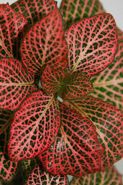 Red Veined Nerve Live Plant House Plants Indoor Best Fresh Garden