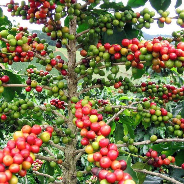 Live Plant Arabica Coffee Bean 3" Pot Grow Brew Your Own Coffee Beans Fresh Garden