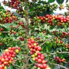 Live Plant Arabica Coffee Bean 3" Pot Grow Brew Your Own Coffee Beans Fresh Garden