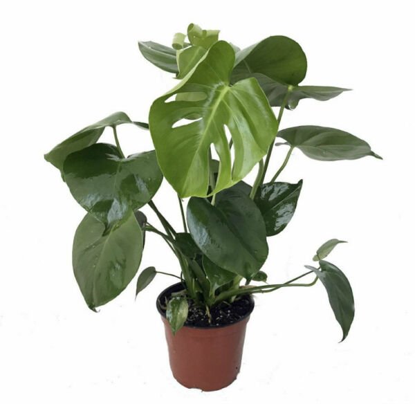 Monstera Split Leaf Philodendron 6" Pot Edible Fruit Tastes Pineapple Live Plant Fresh Garden