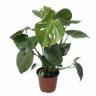 Monstera Split Leaf Philodendron 6" Pot Edible Fruit Tastes Pineapple Live Plant Fresh Garden