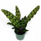 Rattlesnake Live Plant Calathea lancifolia Easy Houseplant 4" Pot Indoor Fresh Garden