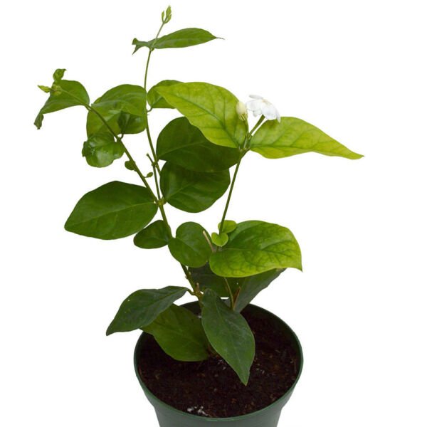 Arabian Tea Jasmine Live Plant Maid of Orleans 4" Pot Best Fresh Garden