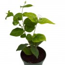 Arabian Tea Jasmine Live Plant Maid of Orleans 4" Pot Best Fresh Garden