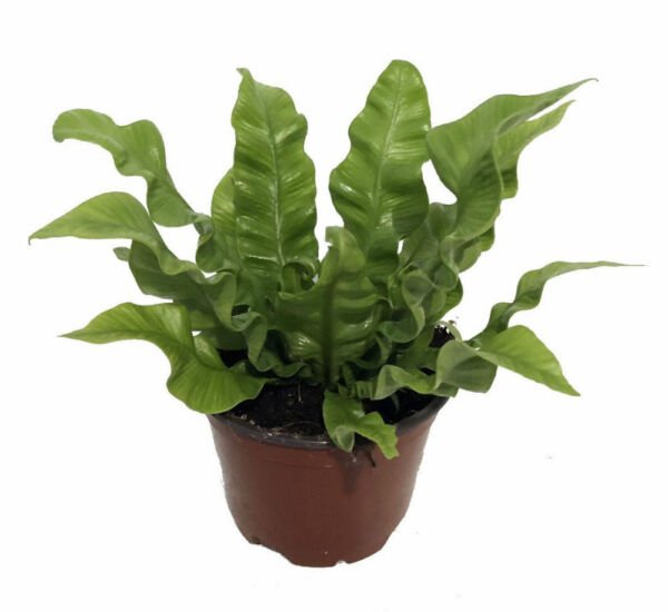 Live Houseplant Crispy Wave Fern 4" Pot Asplenium Clean Air Machine/Easy to Grow Fresh Garden