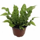 Live Houseplant Crispy Wave Fern 4" Pot Asplenium Clean Air Machine/Easy to Grow Fresh Garden