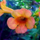 Campsis Indian Summer Trumpet Vine Live Plant 2.5" Pot Fresh Garden