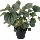 Peperomia s Frost 4" Pot Live Plant Easy to Grow Houseplant Fresh Garden
