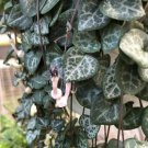 Ceropegia Woodii Rosary Vine String of Hearts Live Plant 2.5" Pot Indoor Fresh Garden