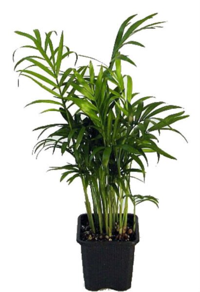 Chamaedorea Victorian Parlor Palm Live Plant 4" Pot Indoor Fresh Garden