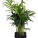 Chamaedorea Victorian Parlor Palm Live Plant 4" Pot Indoor Fresh Garden