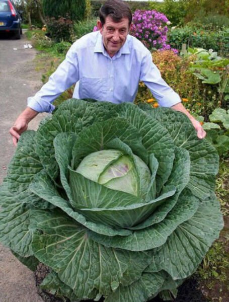 Seed HUGE O-S Cross Giant Cabbage 50 Seeds 70lb HEAD Fresh Garden