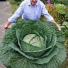 Seed HUGE O-S Cross Giant Cabbage 50 Seeds 70lb HEAD Fresh Garden