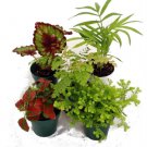 Plants Terrarium Fairy 5 Live Plant in 2" Pots Best Fresh Garden