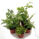 5 Different Live Plants Mini Ferns Terrariums Fairy 2" Pots Fresh Garden