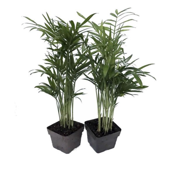 Two Victorian Parlor Palm Live Plants Chamaedorea Indestructable 3" Pots Fresh Garden