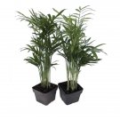 Two Victorian Parlor Palm Live Plants Chamaedorea Indestructable 3" Pots Fresh Garden