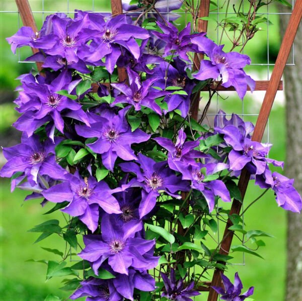 Plant The President Clematis Vine Deep Purple 2.5" Pot Live Plant Vine Fresh Garden