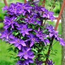 Plant The President Clematis Vine Deep Purple 2.5" Pot Live Plant Vine Fresh Garden