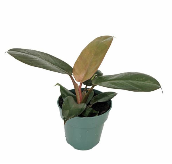 Philodendron Rare Black Cardinal 4" Pot Live Plant Easy Grow Houseplant Indoor Fresh Garden