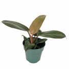 Philodendron Rare Black Cardinal 4" Pot Live Plant Easy Grow Houseplant Indoor Fresh Garden