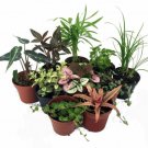 10 Plants Terrarium Fairy Live Plant 2" Pots Indoor Best Fresh Garden