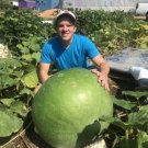 Giant Bushel Gourd 15 Seeds Fresh Garden