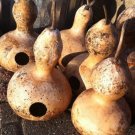 Martin Birdhouse Gourd Heirloom 50 Seeds Fresh Garden