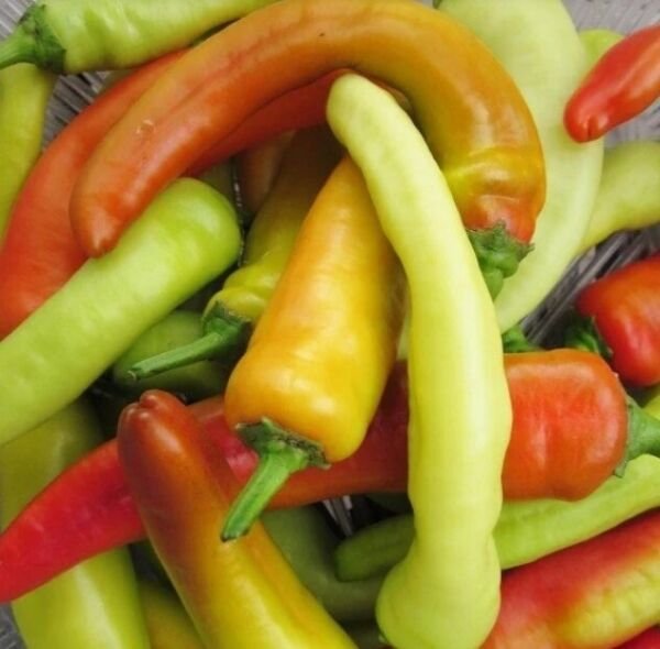 Hungarian Wax Hot Pepper Hot Banana Pepper Heirloom 400 Seeds Fresh Garden