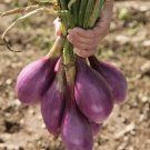 Red Long Of Tropea Onion Gourmet Heirloom 1000 Seeds Fresh Garden