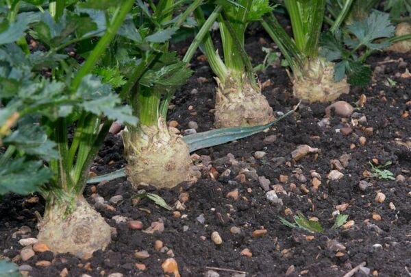 Celeriac Giant Prague 1500 Seeds Fresh Garden