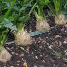 Celeriac Giant Prague 1500 Seeds Fresh Garden