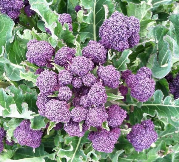 Broccoli Purple Sprouting Heirloom 1500 Seeds Fresh Garden