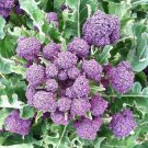 Broccoli Purple Sprouting Heirloom 1500 Seeds Fresh Garden